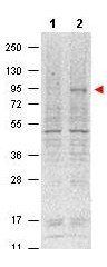 STAT5 (phospho-Y694) antibody