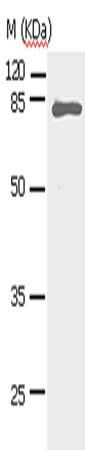 STAT5A Antibody