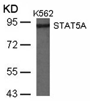 STAT5a Rabbit Polyclonal Antibody