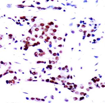 STAT5a Rabbit Polyclonal Antibody
