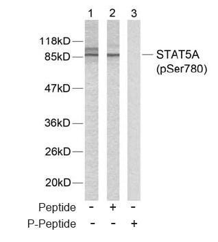 STAT5A (Phospho-Ser780) Antibody
