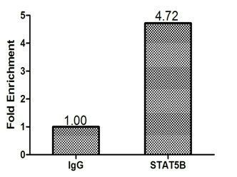 STAT5B Antibody