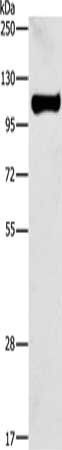 STAT6 Antibody