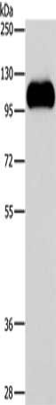 STAT6 Antibody