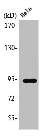 STAT6 Antibody