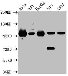 STAT6 Recombinant Monoclonal Antibody