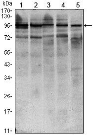 STAT6 Antibody