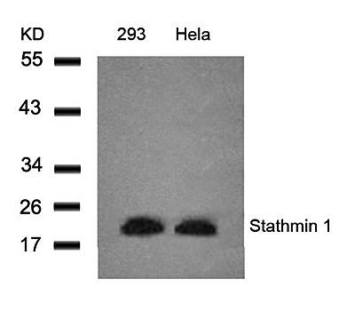 Stathmin 1 (Ab-25) Antibody