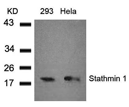 Stathmin1 Rabbit Polyclonal Antibody