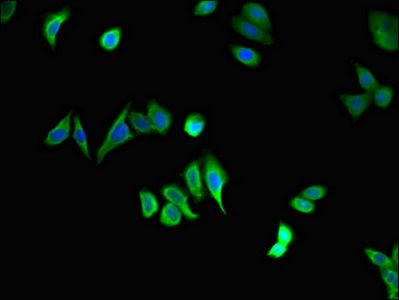 STAU1 Antibody