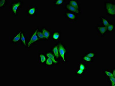 STAU1 antibody