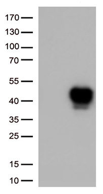 STAU1 Antibody