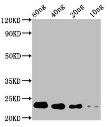 STE13 Antibody