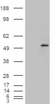 STEAP4 antibody
