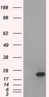 CSTB Antibody