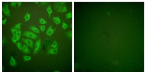 Stefin A Antibody