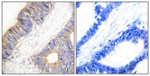 Stefin A Antibody