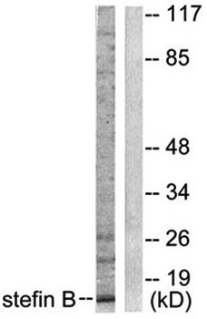 Stefin B Antibody