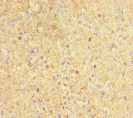 CYP17A1 Antibody