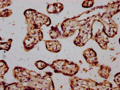 STH Antibody