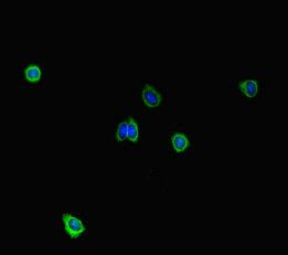 STIL Antibody