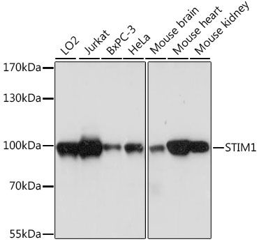 STIM1 antibody