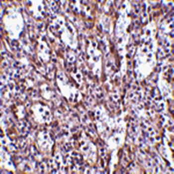STIM1 Antibody