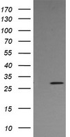 STING Antibody