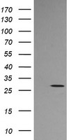 STING Antibody