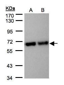 stress induced phosphoprotein 1 Antibody