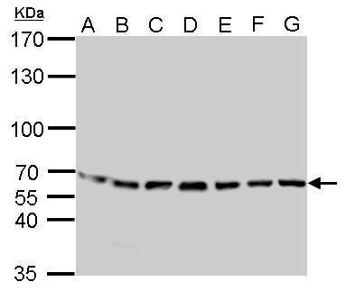 stress induced phosphoprotein 1 Antibody