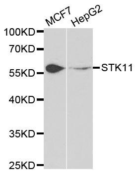 STK11 antibody