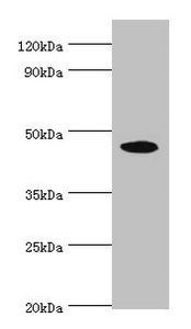 STK32A antibody