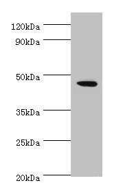 STK32A antibody