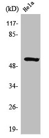 STK33 antibody