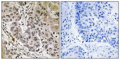STK36 Antibody