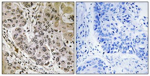 STK36 antibody