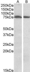 Goat anti-STK39 / SPAK Antibody
