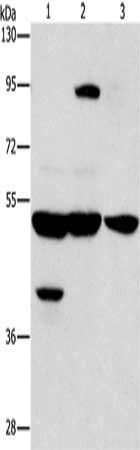 STK4 antibody