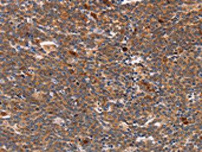 STK4 Antibody