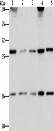 STK4 antibody