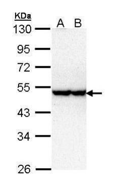 STK40 antibody
