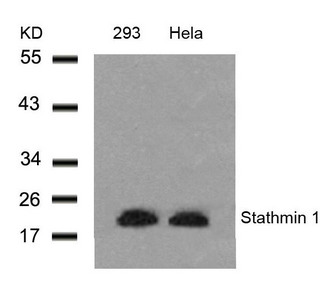 STMN1 (Ab-25) antibody