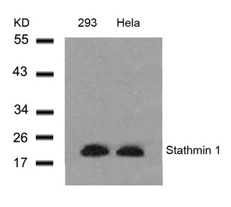 STMN1 (Ab-25) Antibody
