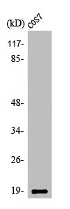 STMN1 Antibody