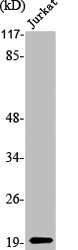 STMN1 Antibody