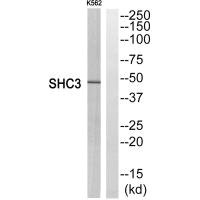 STMN1 antibody