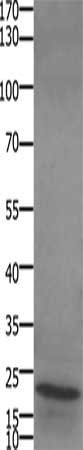 STMN4 antibody