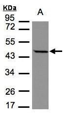 STOML1 antibody