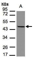 STOML1 antibody [N2C3]